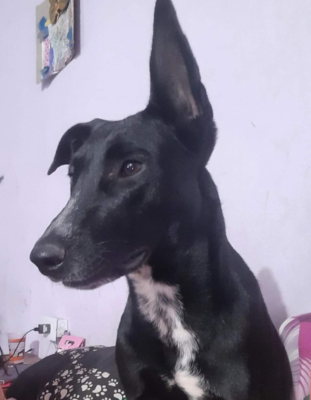 perrita01.jpg