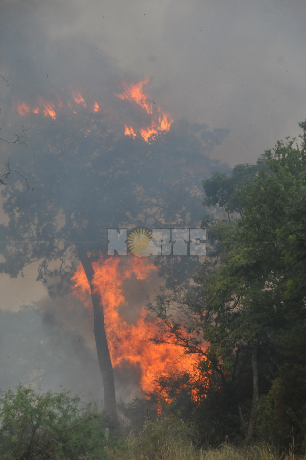 <p>El origen del incendio habría sido en un campo detrás del autódromo de Resistencia, donde las llamas consumieron aproximadamente 200 hectáreas. Foto: Jorge "Punky" Flores.  </p>