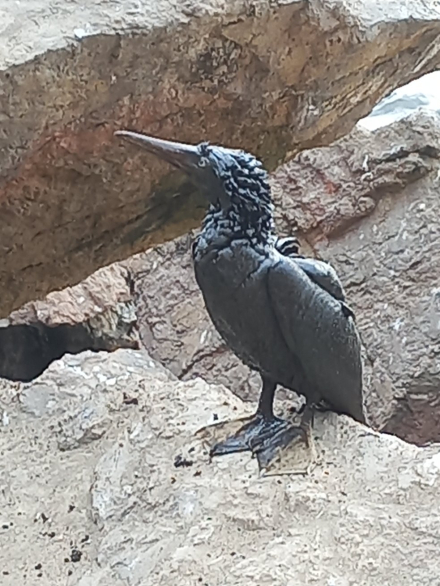 peru2.jpg