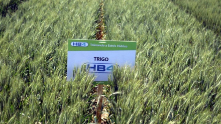 Trigo-HB4.jpg