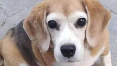 Buscan a Lola