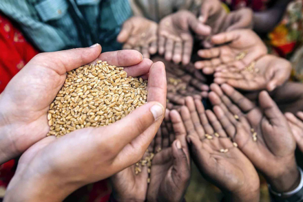 grano.jpg