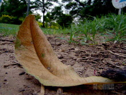 otoño003.jpg