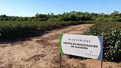 Fortalecer los pilares estratégicos del algodón