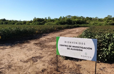 Fortalecer los pilares estratégicos del algodón
