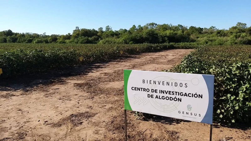 Fortalecer los pilares estratégicos del algodón
