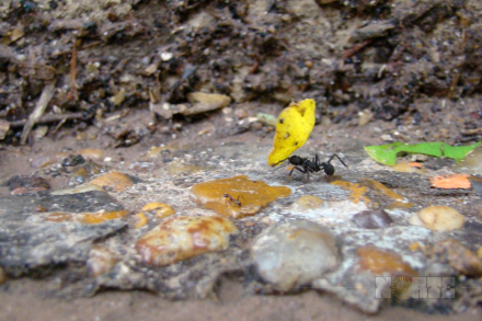 otoño3.jpg