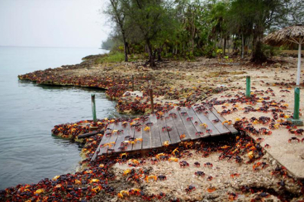 cangrejos-cubanos-02.jpg