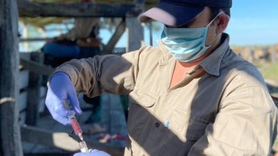 Se espera inocular a más de dos millones de cabezas en el Chaco