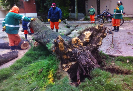 arbol.jpg