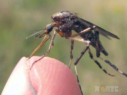 mosquito4.jpg