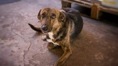 Carrera solidaria por los perros de Huella Canina