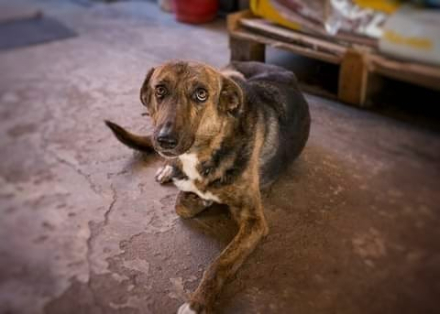 perro2.jpg