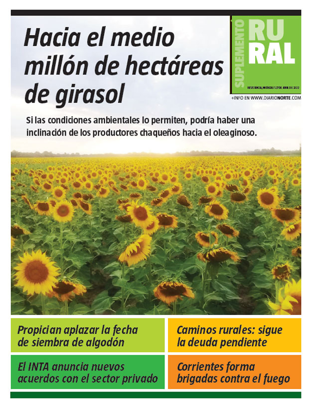 Hacia el medio millón de hectáreas de girasol