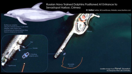 delfines-militares.jpg
