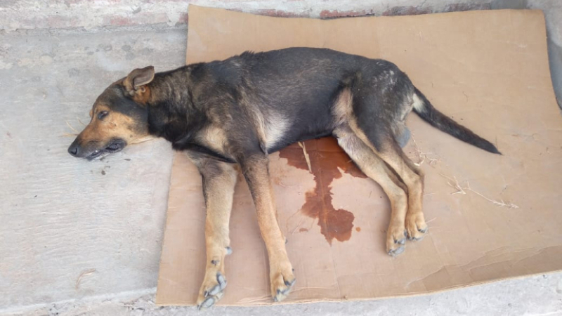 Proponen una ley de cuidado de animales urbanos, castración y vacunación