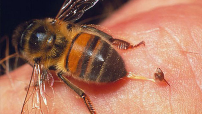 Tomó cerveza mientras estaba de pesca y murió por una picadura de insecto