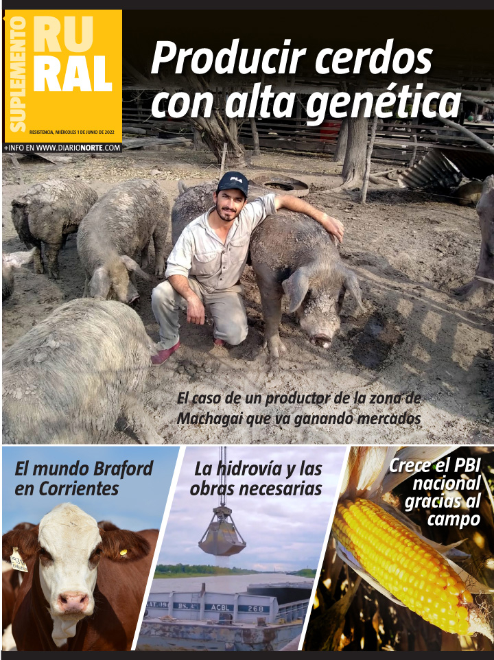 Producir cerdos con alta genética 