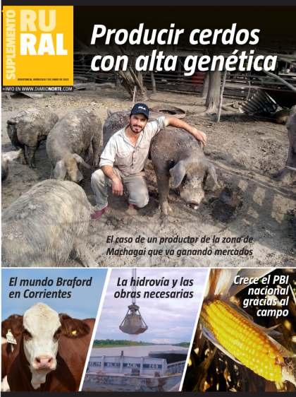 Producir cerdos con alta genética