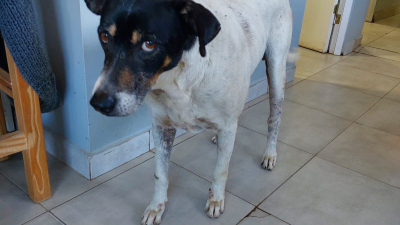 "Manchas" necesita colaboración y una familia que lo adopte