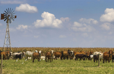 "El Norte Argentino tiene un futuro promisorio para la ganadería"