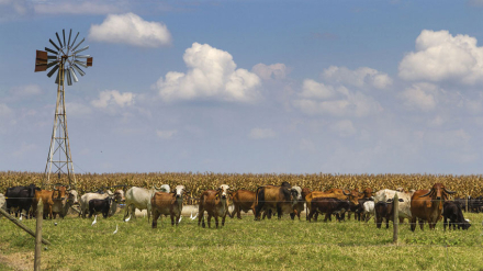 ganaderia-pasturas.jpg