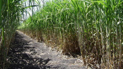 Jornada de implantación del cultivo de caña en Makallé