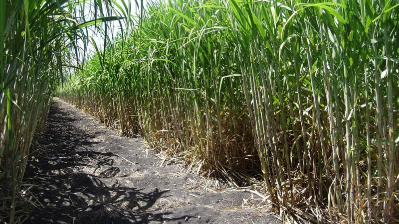 Jornada de implantación del cultivo de caña en Makallé
