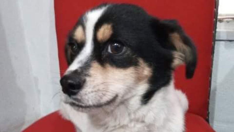 Solicitan ayuda para una perrita que padece un doloroso tumor
