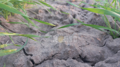 En el campo todavía esperan el pago de la emergencia por sequía