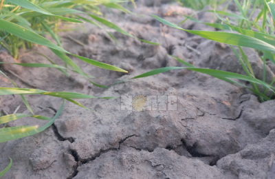 En el campo todavía esperan el pago de la emergencia por sequía