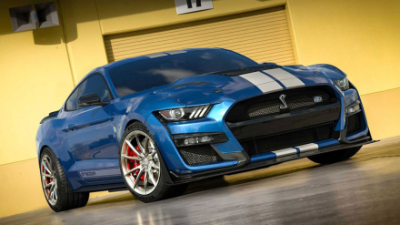 shelby.jpg
