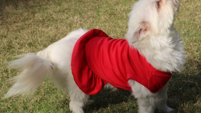 ¿Es conveniente vestir a perros y gatos?