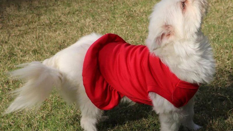 ¿Es conveniente vestir a perros y gatos?