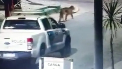 Aumenta el pánico: son varios los pumas sueltos en Villa Gesell