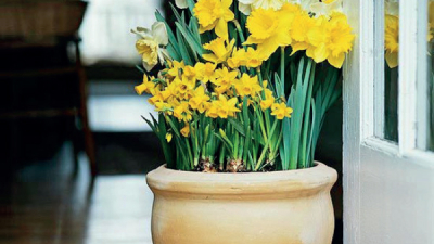 Decorá tu hogar con flores naturales