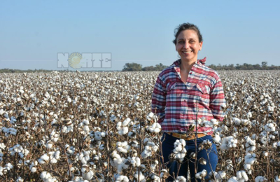 Algodón: Producción asistirá a mil pequeños productores