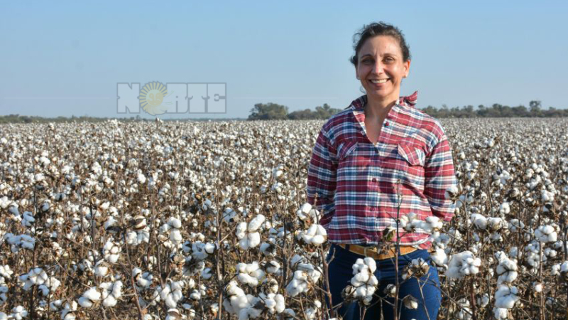 Algodón: Producción asistirá a mil pequeños productores