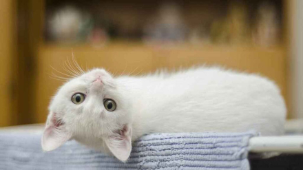 gato2.jpg