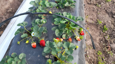 Frutilla chaqueña: en busca de dos potenciales mercados