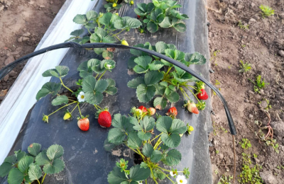 Frutilla chaqueña: en busca de dos potenciales mercados