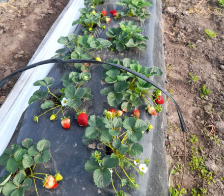 frutilla-gillard.jpg