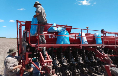 El 45 % de las variedades sembradas en el país son de INTA