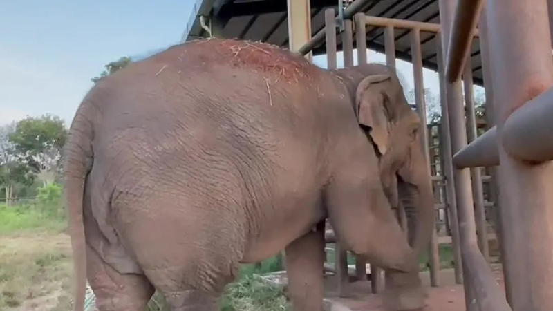 Murió Pocha, la elefanta que protagonizó el histórico traslado al santuario de Mato Grosso