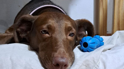 Rosario: increíble historia de reencuentro entre una joven y su mascota perdida