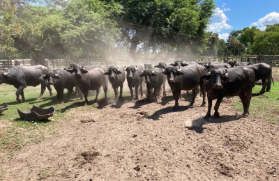 El búfalo marca la cancha en San Martín