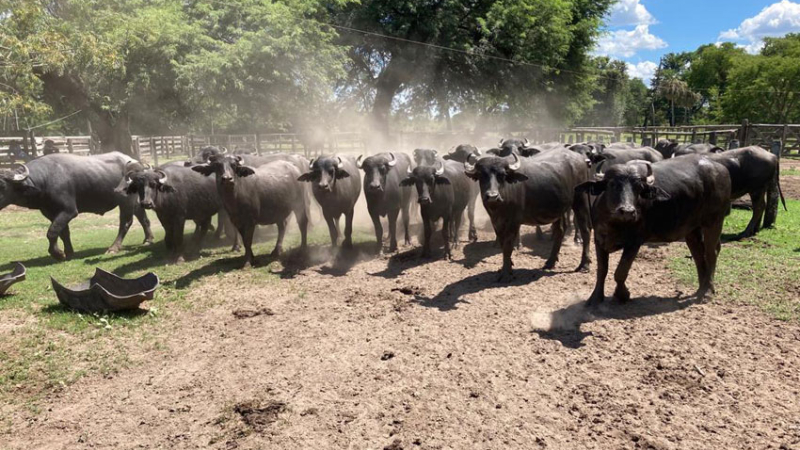 El búfalo marca la cancha en San Martín