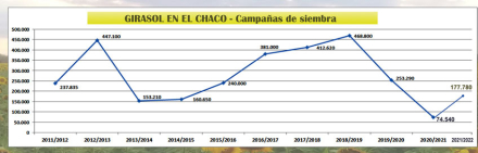 Girasol-campañas-Chaco.jpg