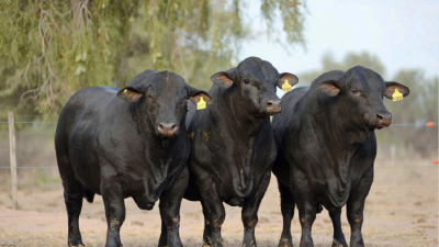 "El ganadero no forma el precio de la carne"