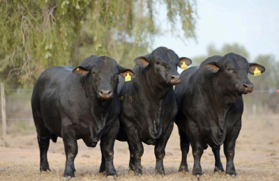"El ganadero no forma el precio de la carne"